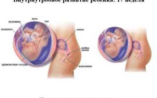 Особенности протекания 17 недели беременности