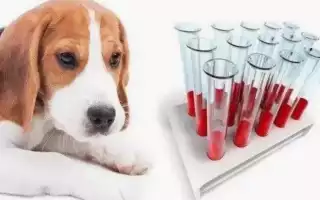 Анализ крови у собак: как проходит процедура