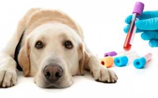 Общий и биохимический анализ крови у собак: расшифровка и таблицы