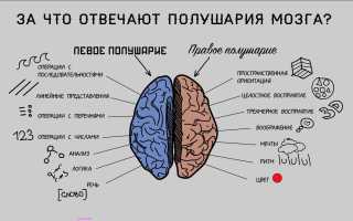 Что показывает МРТ головного мозга
