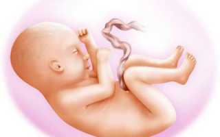 БПР плода: бипариетальный размер по неделям беременности