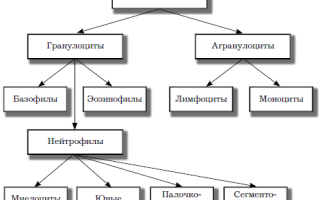 Моноциты понижены у взрослого: о чем это говорит?