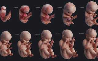 Как развивается эмбрион